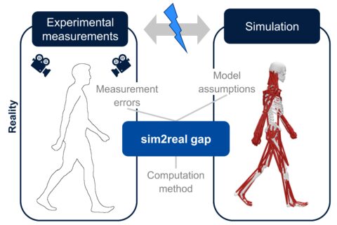Towards entry "Investigating deviations between experimental motion measurements and musculoskeletal simulation results"